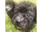 Poodle (Toy) Puppy for sale in Tacoma, WA, USA