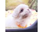 Shih Tzu Puppy for sale in Rice, VA, USA