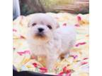 Shih Tzu Puppy for sale in Rice, VA, USA
