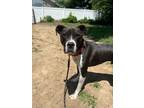 Adopt Bruzer a Pit Bull Terrier