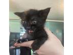 Adopt Dinky a Domestic Short Hair