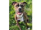 Adopt Lincoln a Boxer, Mixed Breed