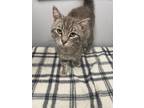 Adopt Harvy a Domestic Short Hair