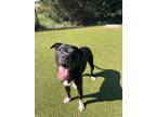 Adopt Griddle a Pit Bull Terrier, Mixed Breed