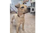 Adopt Wally 5179 a Labrador Retriever, Pit Bull Terrier