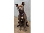 Adopt Blaster a Pit Bull Terrier, Mixed Breed