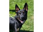 Adopt Howie NOT AVAILABLE UNTIL 5/26 a German Shepherd Dog, Mixed Breed