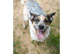Adopt Moose (Bonded w/ Bailey) a Shepherd, Mixed Breed