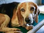 Adopt Austin a Beagle, Mixed Breed