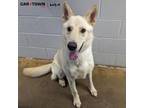 Adopt Ace a Shepherd