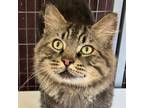 Adopt Fozzy a Domestic Long Hair