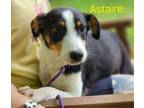 Adopt Astaire a Border Collie