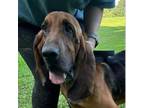 Adopt Waylon a Bloodhound