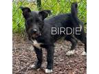 Adopt Birdie a Terrier, Mixed Breed