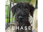 Adopt Chase a Schnauzer, Mixed Breed