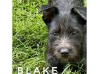 Adopt Blake a Terrier, Mixed Breed