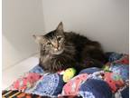 Adopt Anchovy a Domestic Long Hair