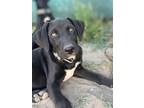Adopt Zion a Labrador Retriever, Mixed Breed