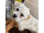Adopt Bradford a Poodle, Mixed Breed
