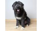 Adopt Wallaby D16401 a Sheep Dog, Poodle