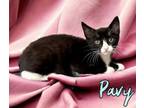 Adopt Pavy 122019 a Domestic Short Hair