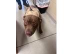 Adopt Baxter 30400 a Pit Bull Terrier, Mixed Breed