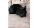 Adopt Spoopy 30296 a Domestic Short Hair