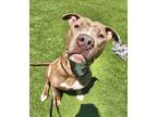 Adopt Benny a Pit Bull Terrier, Mixed Breed