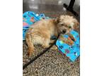 Adopt Gus Gus a Norwich Terrier, Mixed Breed