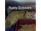 Adopt Rusty Scissors a Domestic Medium Hair