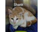 Adopt Shank a Domestic Short Hair