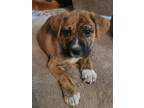 Adopt Brodie a Boxer