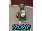 Adopt Brodie a Catahoula Leopard Dog, Mixed Breed