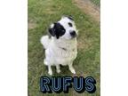 Adopt Rufus a Border Collie, Mixed Breed