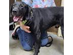 Adopt Lotso 24-0332 a Black Labrador Retriever, Hound