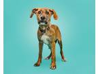 Adopt Chevril a Mixed Breed