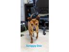 Adopt Scrappy Doo a Dachshund, Pit Bull Terrier