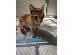 Adopt Forest a Domestic Short Hair