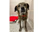 Adopt 55963987 a Terrier, Mixed Breed