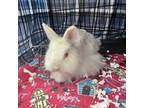 Adopt Zero--In Foster a Bunny Rabbit