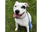 Adopt Romeo a Pit Bull Terrier, American Staffordshire Terrier