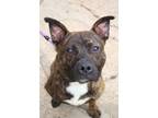 Adopt Jack a Pit Bull Terrier