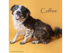 Adopt Coffee a Mixed Breed