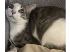 Adopt Dil Pickles a Domestic Short Hair