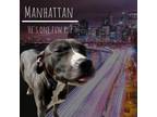 Adopt Manhattan a Pit Bull Terrier