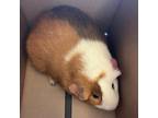 Adopt Canyon a Guinea Pig