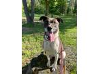 Adopt Grizz a Pit Bull Terrier
