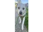 Adopt Digby a Terrier, Mixed Breed