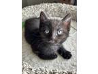 Adopt Narwhal a Domestic Short Hair