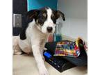 Adopt Dinky a Border Collie